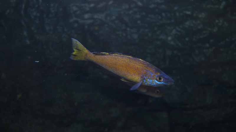 Cyprichromis microlepidotus 'Kiriza'